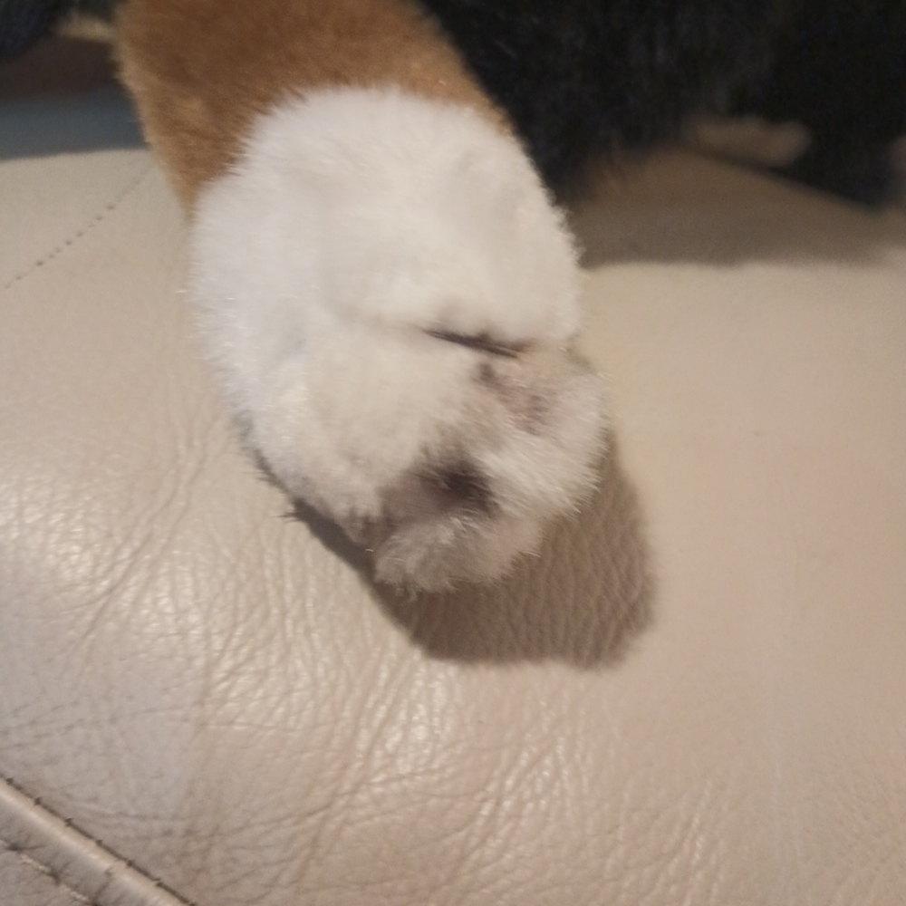 Vintage E & J  Classic Collection Bernese Mountain Dog Stuffed Plush M/L - Picture 13 of 16